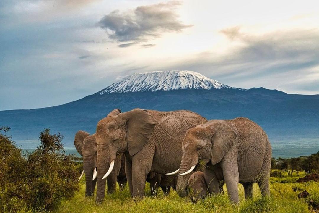 Amboseli Cultural Camping Екстериор снимка