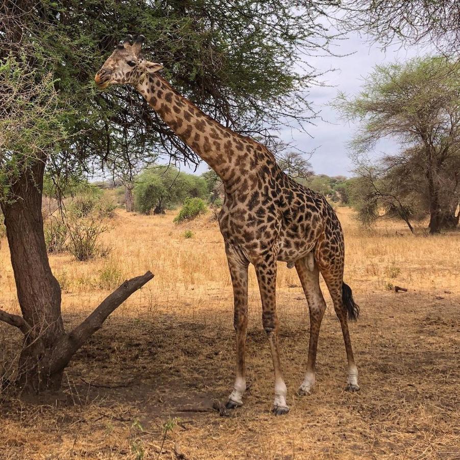 Amboseli Cultural Camping Екстериор снимка